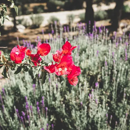 I Trullarelli Dom wakacyjny